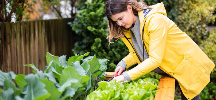 pflanze hochbeet themen e banner